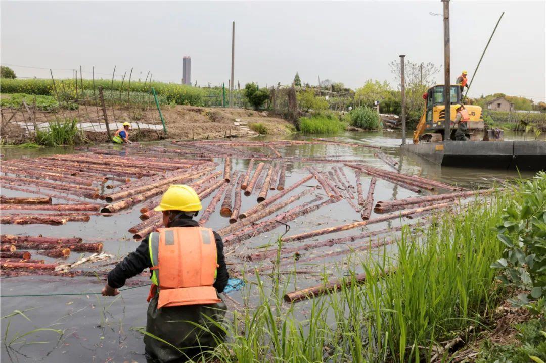 改善水環境！徐行122條段村級河道用木樁對河岸進行加固整治